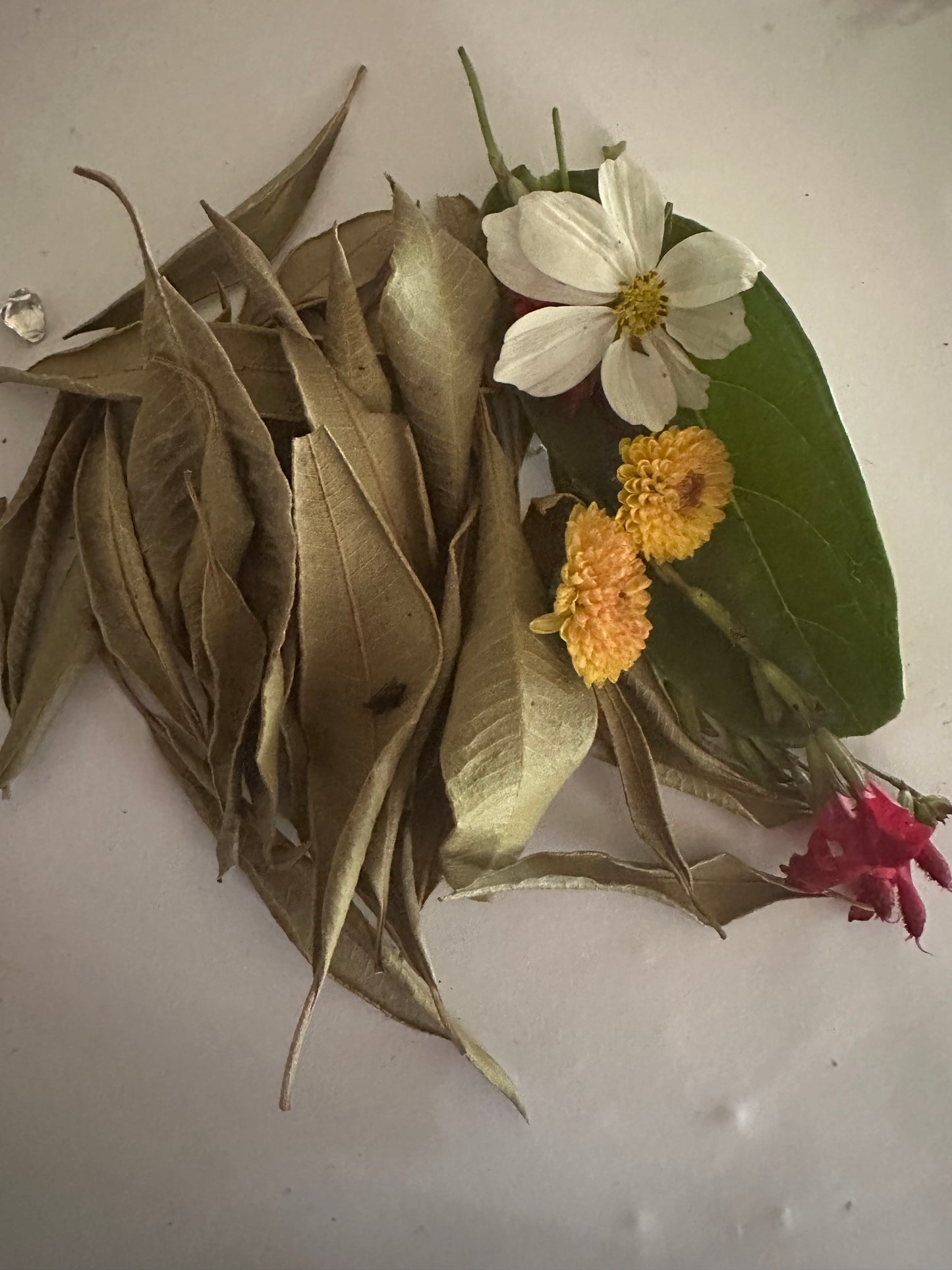 Olive Leaf