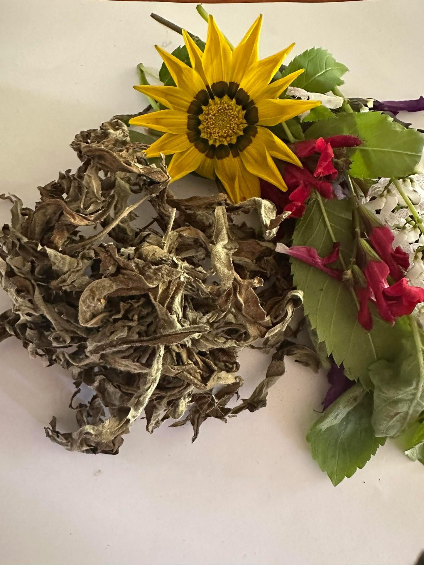 Mugwort