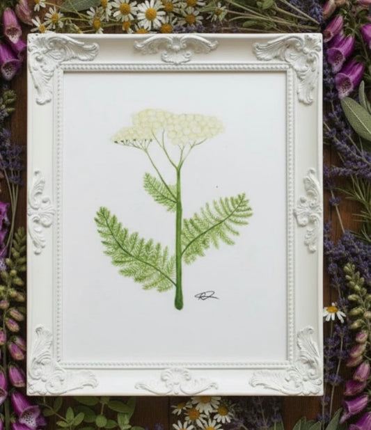YARROW botanical A4 art print