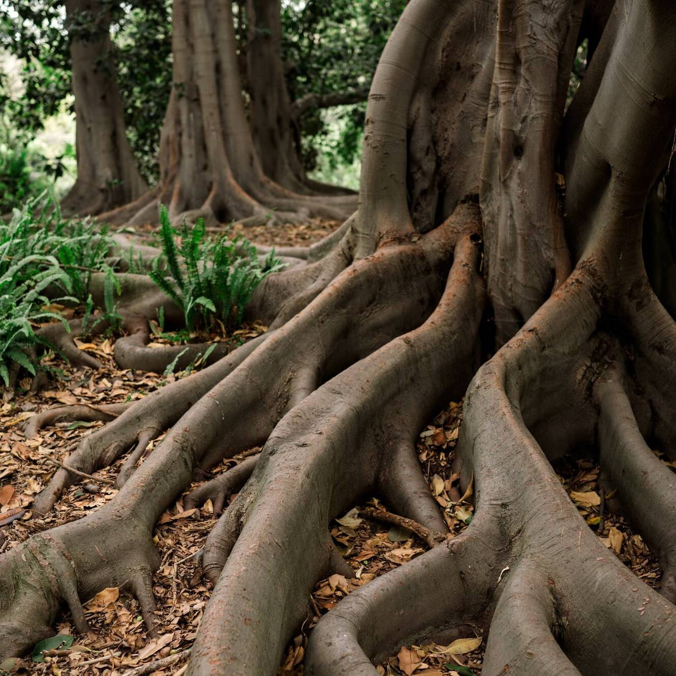 The roots of a beautiful tree